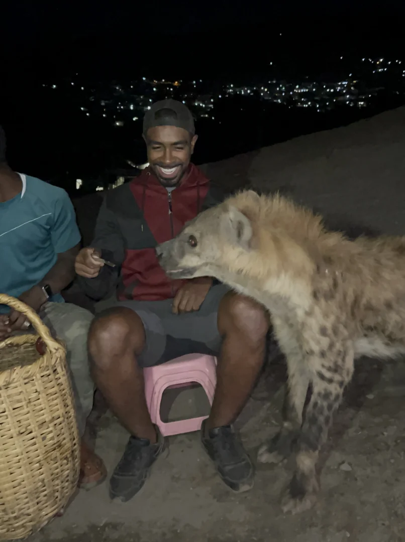 Hienas em Harar City